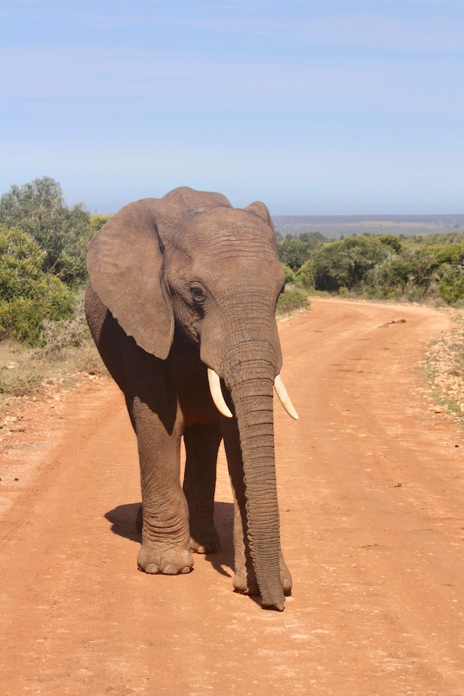 De bucketlist van interieurontwerpster Danique - Zuid-Afrika